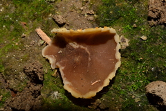 Peziza domiciliana