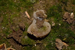 Peziza domiciliana
