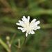 Hypochaeris albiflora - Photo (c) Ariel Rotondo, algunos derechos reservados (CC BY-NC)