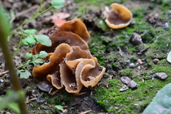 Peziza domiciliana