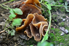 Peziza domiciliana