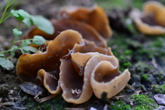 Peziza domiciliana