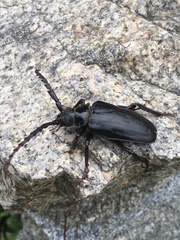 Prionus insularis