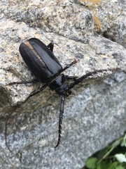 Prionus insularis