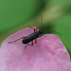 Cortodera