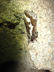 Euscirrhopterus gloveri