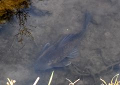 Hypostomus
