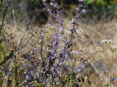 Salvia munzii