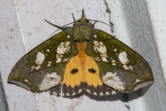 Eudocima hypermnestra