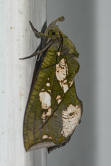 Eudocima hypermnestra