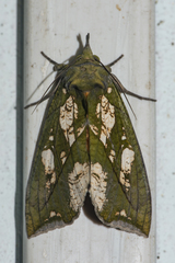 Eudocima hypermnestra