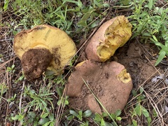 Butyriboletus primiregius