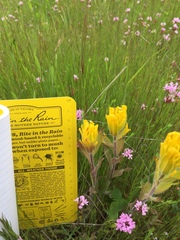 Castilleja levisecta