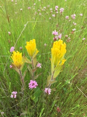 Castilleja levisecta