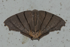 Orudiza protheclaria