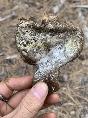 Sarcosphaera coronaria