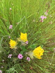Castilleja levisecta