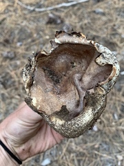 Sarcosphaera coronaria