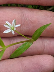 Stellaria humifusa