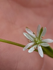 Stellaria humifusa
