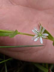 Stellaria humifusa