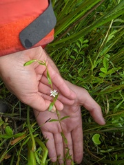 Stellaria humifusa