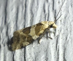 Aethes argentilimitana