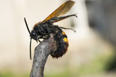 Megascolia maculata maculata