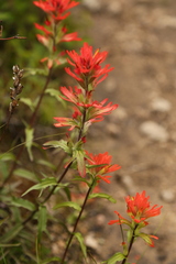 Castilleja hispida