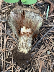 Cortinarius verrucisporus