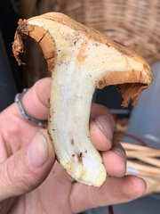 Cortinarius verrucisporus