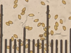 Cortinarius verrucisporus