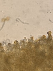 Cortinarius verrucisporus