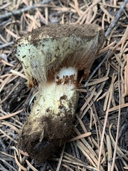 Cortinarius verrucisporus