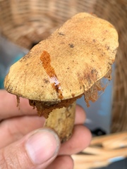 Cortinarius verrucisporus