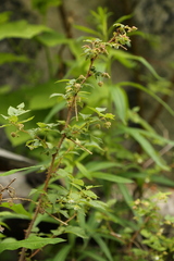 Rubus idaeus strigosus