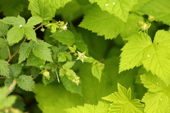 Rubus idaeus strigosus