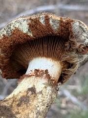 Cortinarius verrucisporus