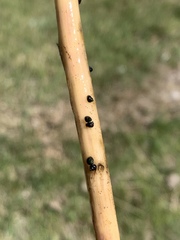 Pyrgulopsis marcida