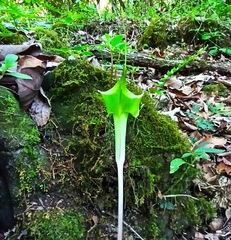 Arisaema macrospathum