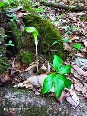 Arisaema macrospathum