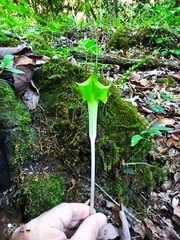 Arisaema macrospathum