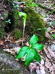 Arisaema macrospathum