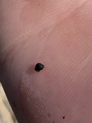 Pyrgulopsis marcida