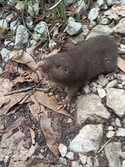 Heterogeomys hispidus