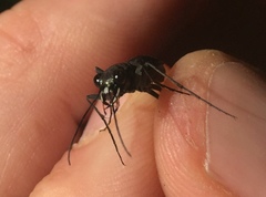 Dromochorus pilatei