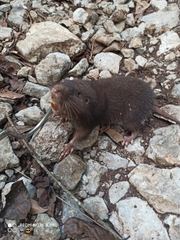 Heterogeomys hispidus