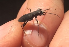 Dromochorus pilatei