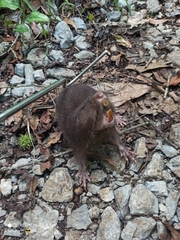 Heterogeomys hispidus