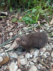 Heterogeomys hispidus